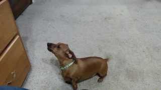 Dachshund Dog howling [upl. by Diva]