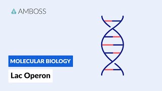 Prokaryotic Gene Regulation Lac Operon [upl. by Ashwin]