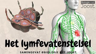 Het lymfevatenstelsel  Samenvatting [upl. by Nahtan]