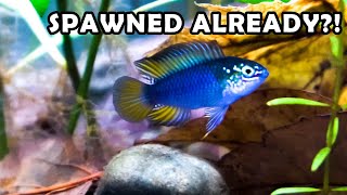 A Hardy Alternative to German Blue Rams Apistogramma BorelliiDwarf Cichlid [upl. by Eirroc]