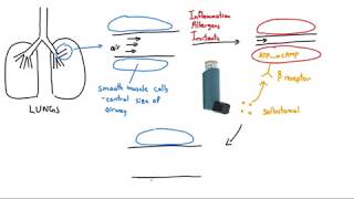 Salbutamol Ventolin Explained in 2 Minutes [upl. by Shawn]