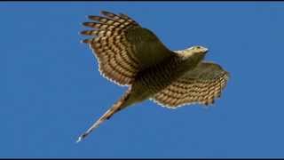 Sparrowhawk Bird Call Bird Song [upl. by Acinoed]