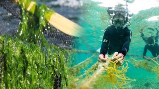 Watch Seaweed Farming At Another Level [upl. by Julian]