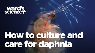 Caring and Culturing for Daphnia [upl. by Hirschfeld]