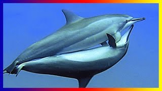 Life In The Ocean Dolphin Courting And Mating Sucess [upl. by Rosalinda66]