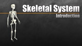 Introduction to the Skeletal System In 7 Minutes [upl. by Yl629]