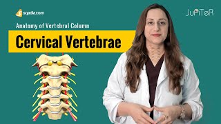 Cervical Spondylosis Stretches amp Exercises  Ask Doctor Jo [upl. by Gniw917]