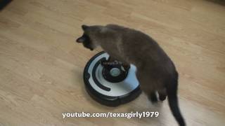 Cat shows HOW TO use iRobot Roomba Vacuum [upl. by Landing917]