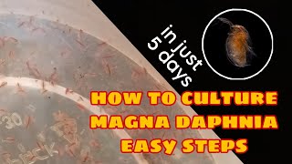 How to Culture Magna Daphnia Easily [upl. by Oinotna277]