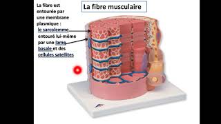 physiologie du muscle squelettique Première Année Médecine [upl. by Etiam]