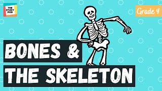 BONES AND THE SKELETON  SCIENCE  GRADE 4  The Study Pod [upl. by Nalim]