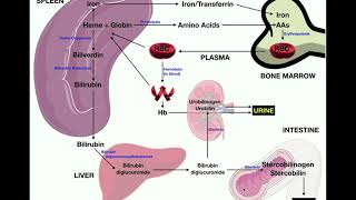 Anatomy  Erythrocyte RBC Metabolism [upl. by Ethel]