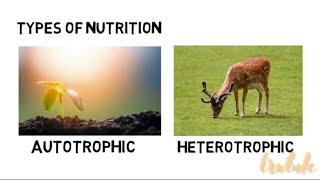 Autotrophic vs Heterotrophic Nutrition [upl. by Henryson941]