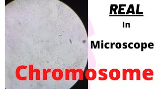 Real Chromosome in Microscope  science experiment  chromosome [upl. by Phonsa]