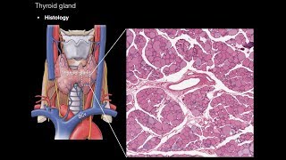 Thyroid and Parathyroid Glands [upl. by Asusej]