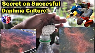 How to Culture Daphnia Successfully [upl. by Auqcinahs754]