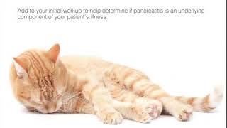 How the IDEXX SNAP® fPL feline pancreasspecific lipase Test Can Help You [upl. by Niuq]