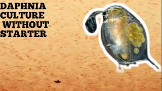 HOW TO CULTURE DAPHNIA NATURALLY WITHOUT A STARTER [upl. by Flanders]