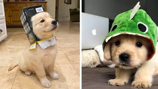 Funny and Cute golden retriever Puppies Compilation 2 Cutest Golden Puppy 2020 [upl. by Sal]