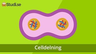 Celldelning Biologi  wwwbinogise [upl. by Westmoreland204]