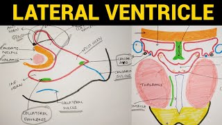 Ventricles of Brain  2  Lateral Ventricle [upl. by Sifan]