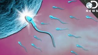 What Exactly Happens When Sperm Meets Egg [upl. by Abba]