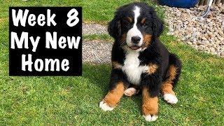 Bernese Mountain Dog Puppy  New Home  First Days  Vlog 2020 [upl. by Sharia]