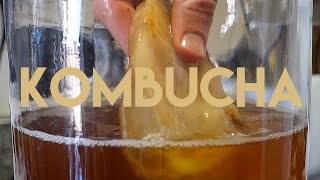 Beginners Guide To Fermentation Kombucha Making [upl. by Voltz]