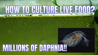 How to Culture Daphnia Secret Method to Breed MILLIONS  Simply Aquatic [upl. by Oyek]