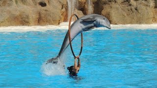 Les Dauphins  Loro Parque 2014 [upl. by Aiza]