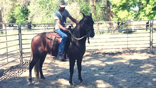 A FINAL RIDE  TRAINING A HORSE  MULE BREEDING PROGRAM [upl. by Enahc231]