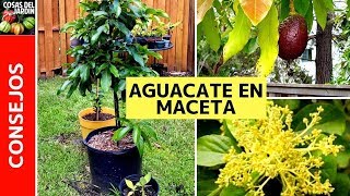 TOP 6 CUIDADOS AGUACATE EN MACETA  PALTA en maceta [upl. by Rubetta]