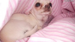 Owner heartbroken after Chihuahua beaten to death [upl. by Ferullo813]