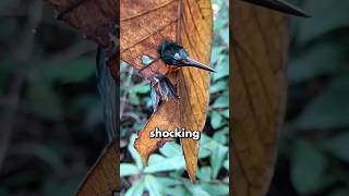 KINGFISHER STRIKES but FAILS 😱 [upl. by Ostap]