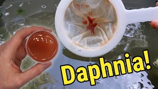 How I Culture Daphnia In Outdoor Tubs [upl. by Jethro701]