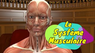 Physiologie humaine Le Système Musculaire  The Muscular System [upl. by Dohsar]