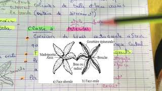 Tp zoologie L2 SNV  les Echinodermes [upl. by Silvana]