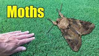 Moths in Lawn [upl. by Virgilia]