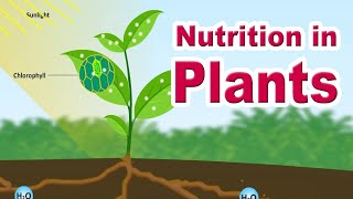 Nutrition in plants  Autotrophic Nutrition  Photosynthesis  Home Revise [upl. by Caneghem594]