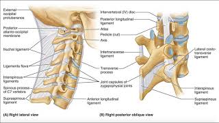 Noncontrast MRI cervical spine search pattern [upl. by Hebel6]