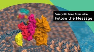 Eukaryotic gene expression following the message [upl. by Hakaber]