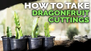 How to Take Dragonfruit Cuttings ✂️🐉 [upl. by Allred]