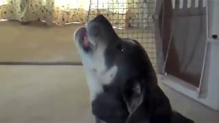 Funniest dog howling compilation 2016 [upl. by Tsui]