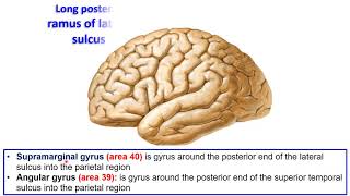 9 Sulci and gyri of superolateral surface of Cerebral hemisphere [upl. by Gregg353]