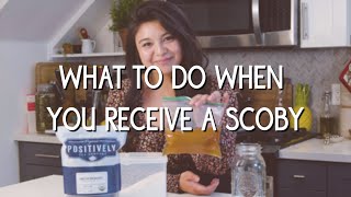 What to do when you receive a kombucha SCOBY [upl. by Evilo]