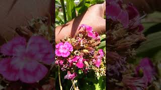 How to Harvest seeds from a Sweet William Flower [upl. by Linell]