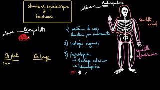 La structure et les fonctions du squelette [upl. by Aisaim]