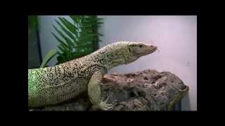 Varanus Melinus [upl. by Edyaw]