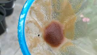 How to culture daphnia moina in a small container Part 1 English Subtitle [upl. by Tanah]