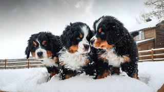 WEEK 8 PUPDATE Bernese Mountain Dog Puppies First Snow  Ep 9 [upl. by Jdavie]